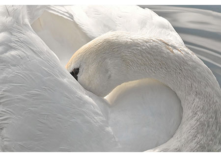 „Einhörner der Lüfte“ – Schwäne zwischen Sehnsucht, Begehren und Verwandlung